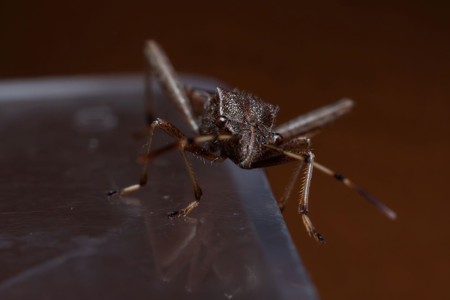 Alydidae - Camptopus lateralis